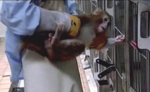 Applied research - handling of a captive primate