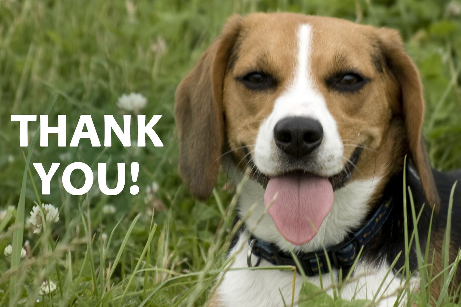THANK YOU! – Animal Defence and Anti-Vivisection Society