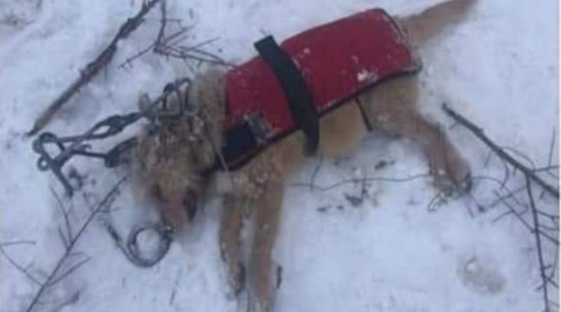 BRPROUD  Dog passes away after suffering injuries from possible snare trap