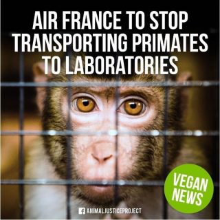 AIR france has annouced they will stop transporting monkeys to labs! What a great news today!

#airfrance #stopanimaltesting #vegan #vegannews #stopanimalcrueltynow